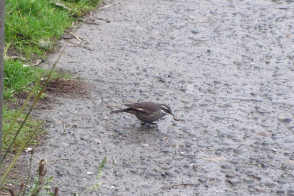 Dark-bellied Cinclodes