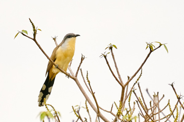 Dark-billed Cuckoo