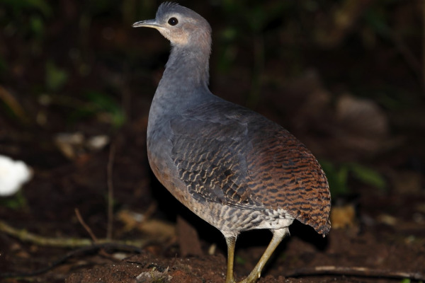 Dark-billed Currasow