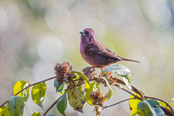 Dark-breasted Rosefinch