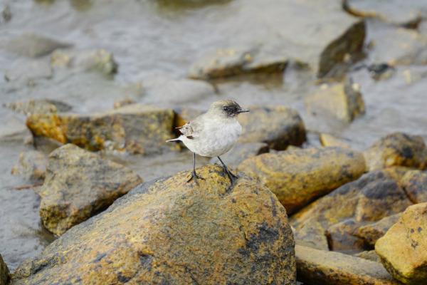 Dark-faced Ground-Tyrant