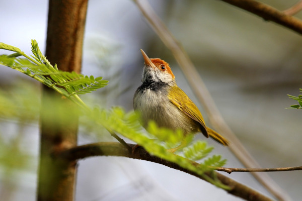 Dark-necked tailorbird