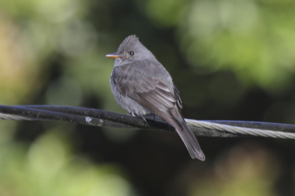 Dark Pewee