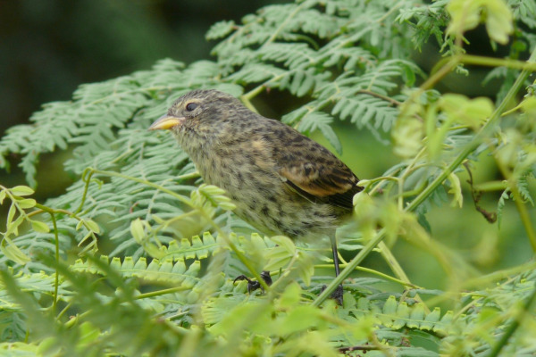 Darwin's Finch