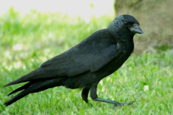 Daurian Jackdaw