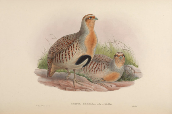 Daurian Partridge