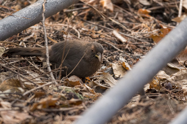David's Fulvetta
