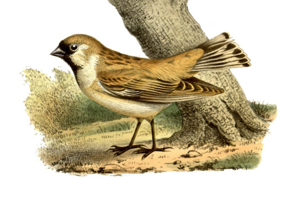 David's Fulvetta