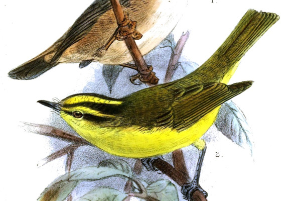 David's Fulvetta