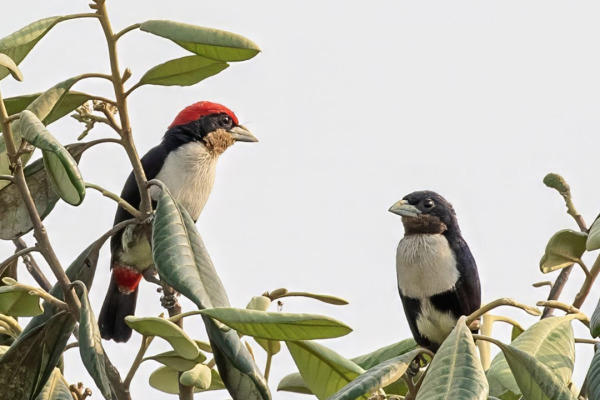 Day's broadbill