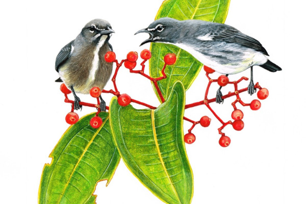 Dayak Flowerpecker