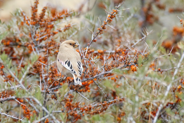 Dead Sea Sparrow
