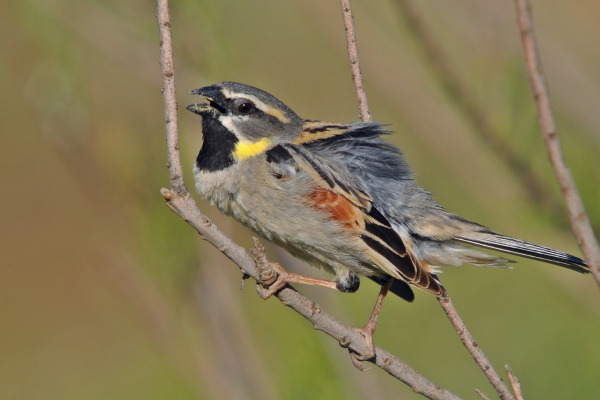 Dead Sea Sparrow