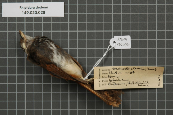 Dedem's Fantail