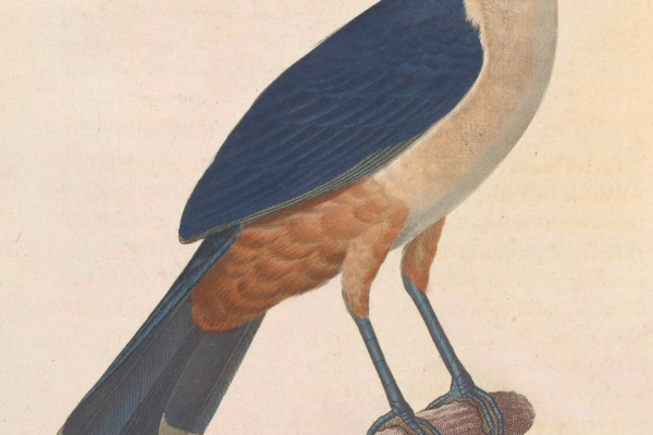 Delalande's Coua