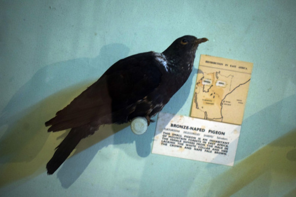 Delegorgue's pigeon