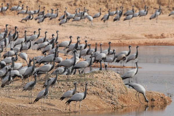 Demoiselle Crane