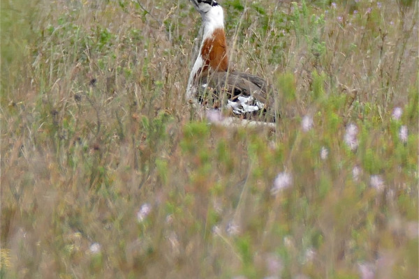 Denham's Bustard