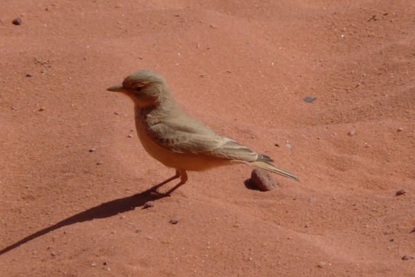 Desert Lark