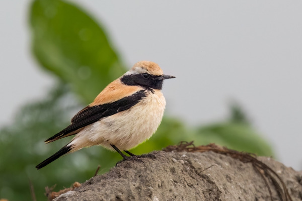 Desert Wheatear