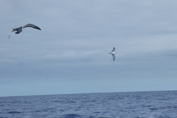 Desertas Petrel