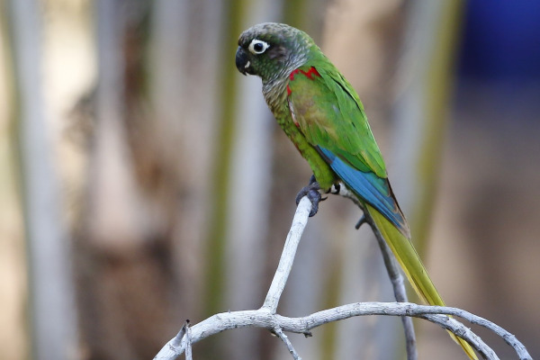 Deville's Parakeet