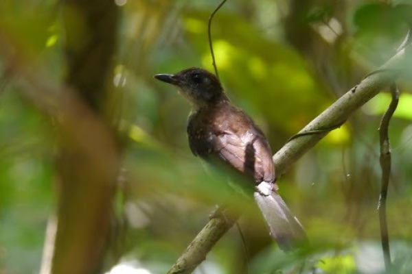 Diadem Forest Robin