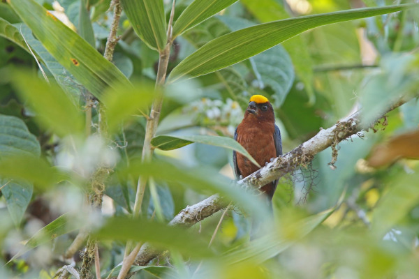 Diademed Tanager