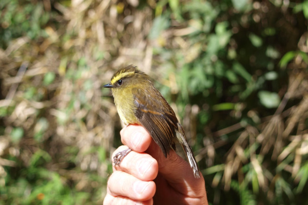 Diademed Tapaculo