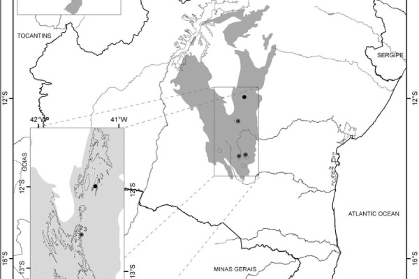 Diamantina Tapaculo