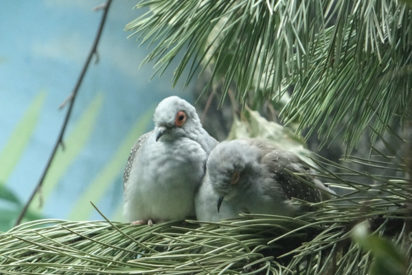 Diamond Dove