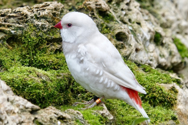 Diamond Firetail