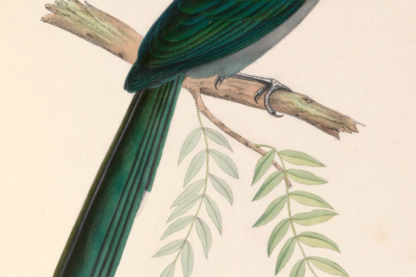 Diard's Trogon