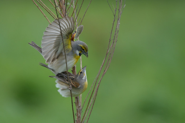 Dickcissel