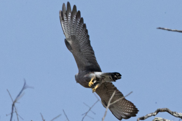 Dickinson's kestrel