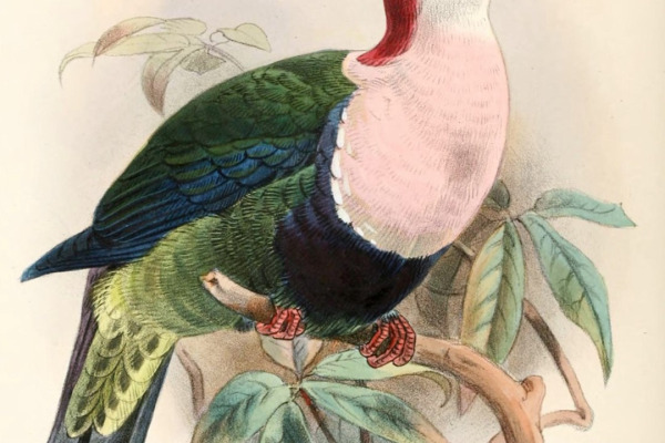Doherty's Fruit Dove