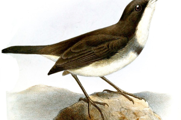 Dohrn's Warbler