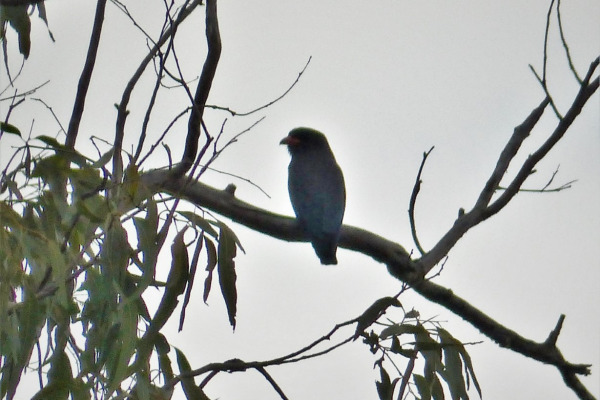 Dollarbird
