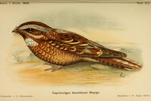 Donaldson's Nightjar