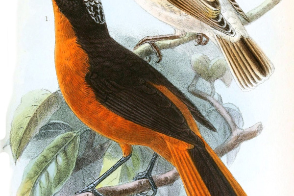 Donaldson's sparrow-weaver