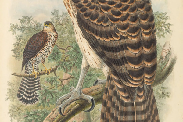 Doria's Goshawk