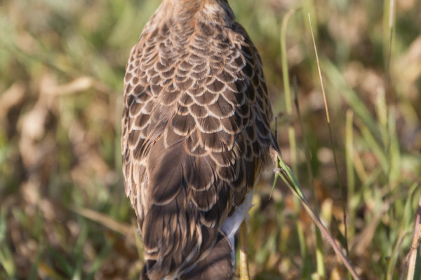 Double-banded Courser