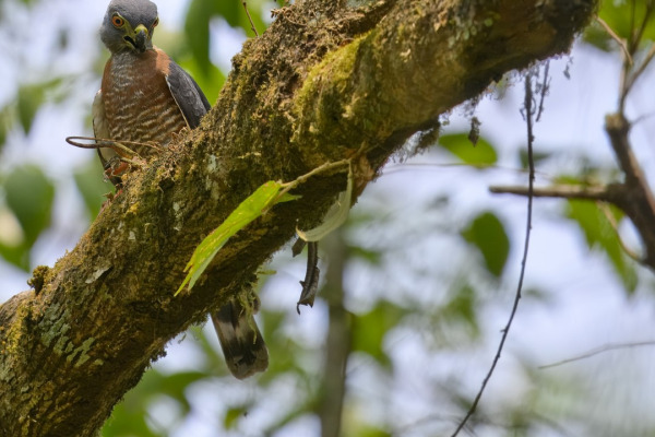 Double-toothed Kite