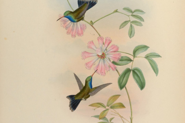 Doubleday's Hummingbird