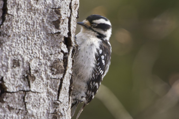 Downy Woodpecker