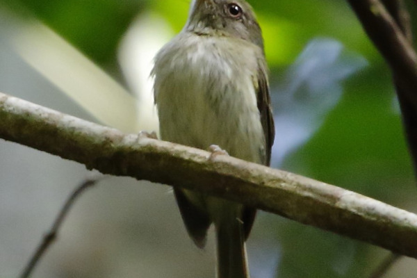 Drab-breasted Bamboo-Tyrant