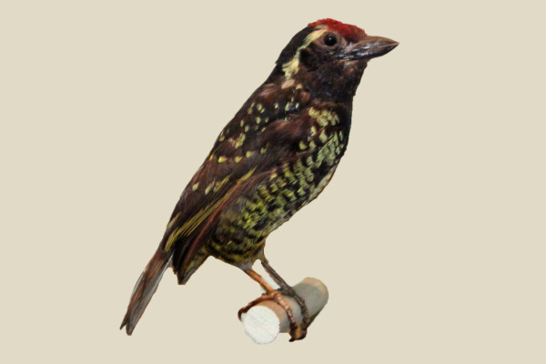 Duchaillu's Buccanodon