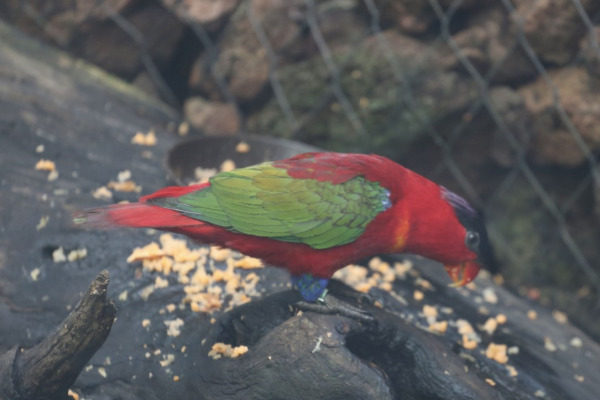 Duchess Lorikeet