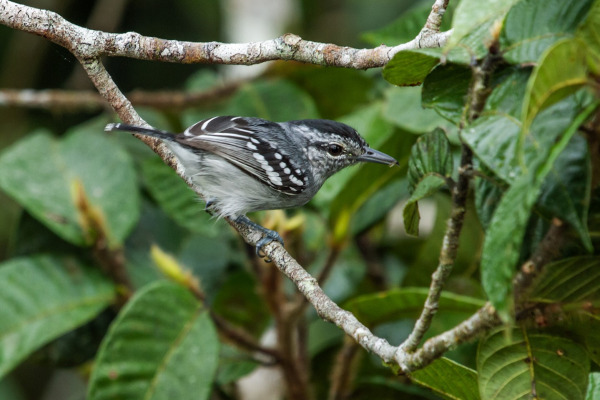 Dugand's Antwren
