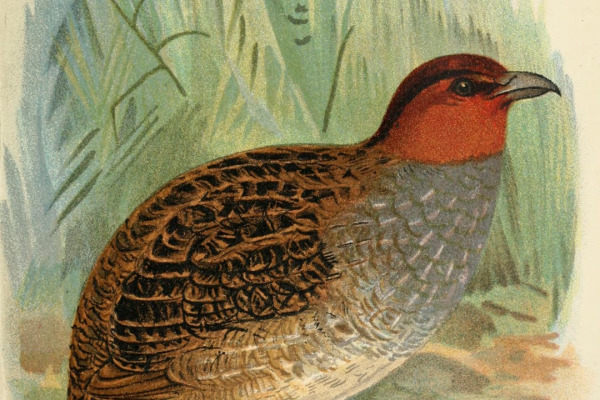 Dulit Partridge